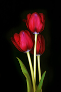 tulips_6875