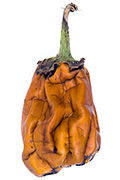eggplant8373
