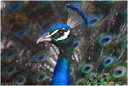 44_peacock_5969