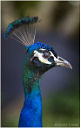 45_peacock_5978